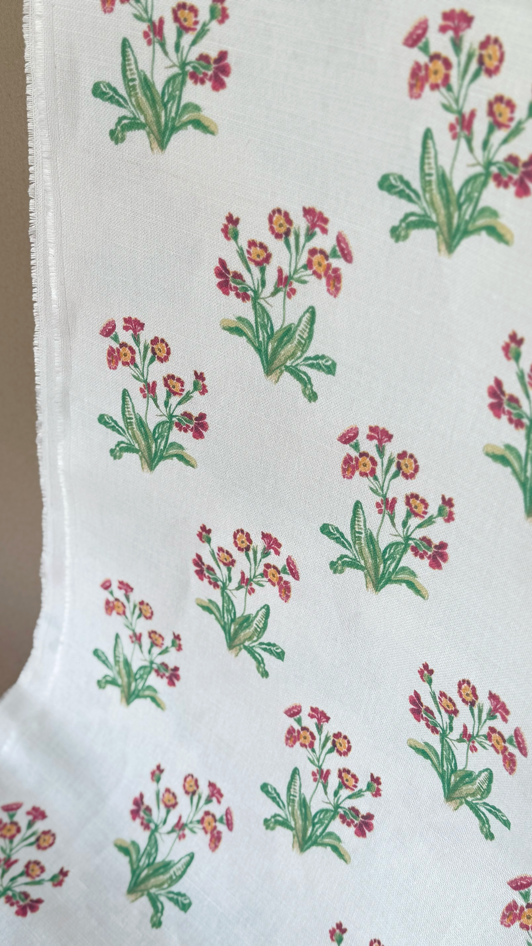 Primula inglese
