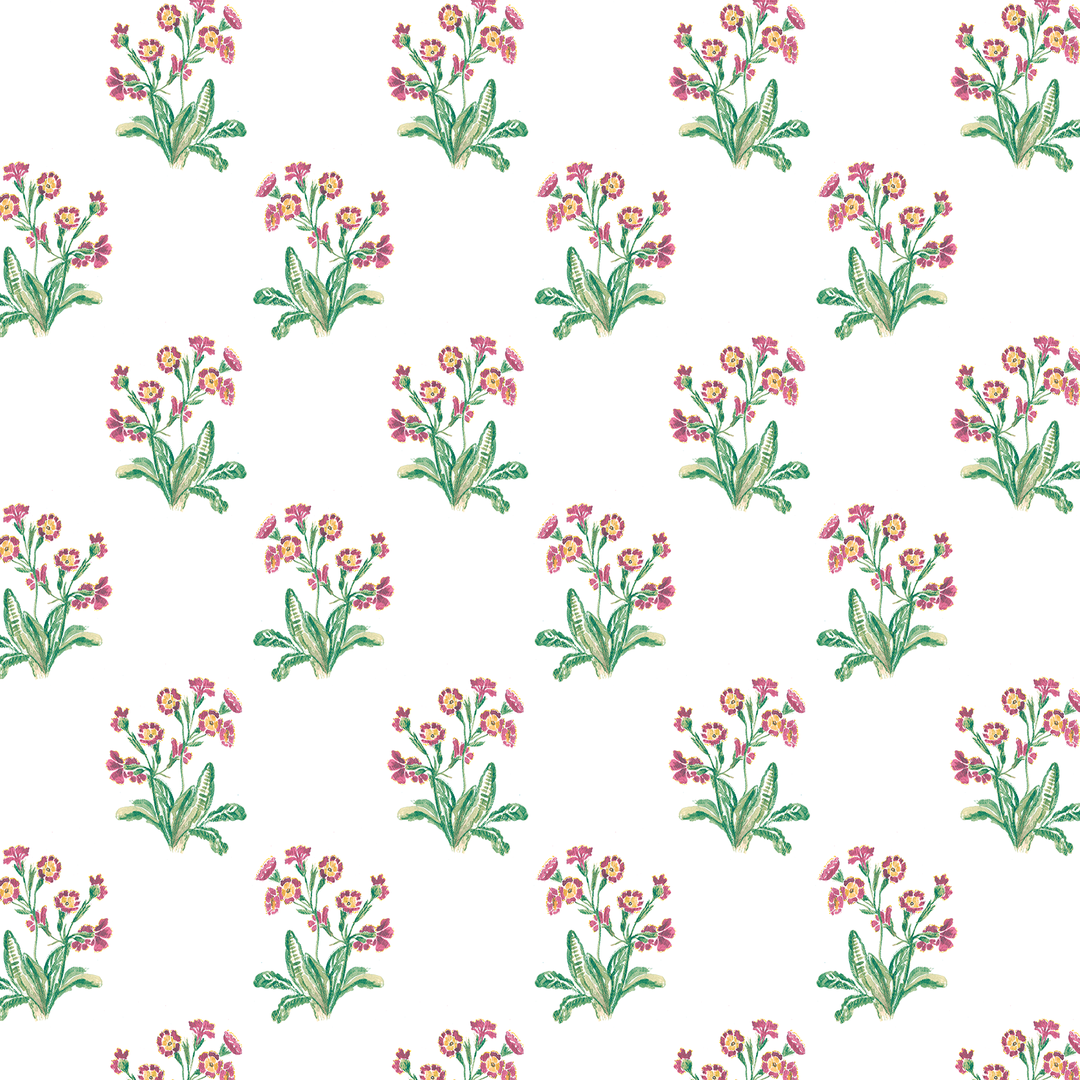 Primula inglese