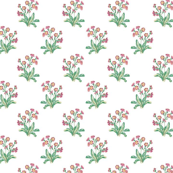 English Primrose